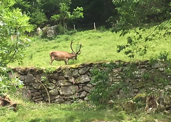 Aux Deux Ruisseaux Feriehus